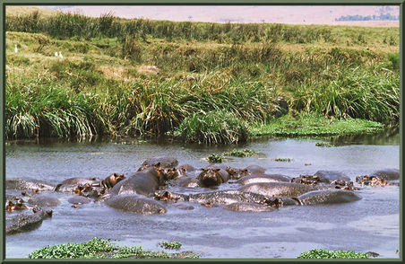 Flusspferde Ngorogoro